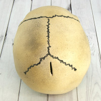 Череп копилка M 8943 (серый)